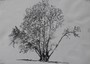 'Beech Tree, King Barrow Ridge'