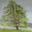 'Oak Tree, Trelissick Gardens'
